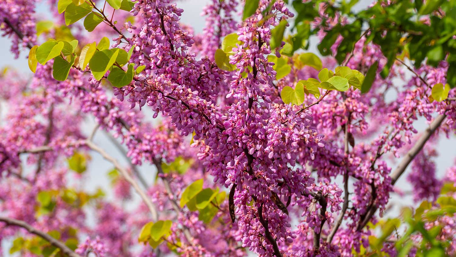 Closeup of a blooming redbud tree