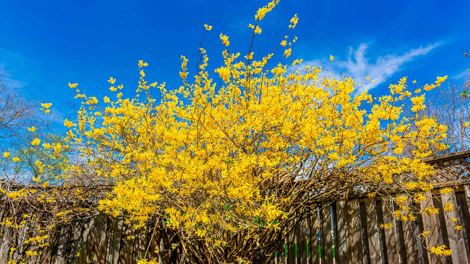 A blossomed-forsythia