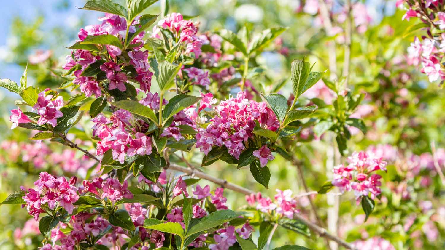  A blossomed weigela