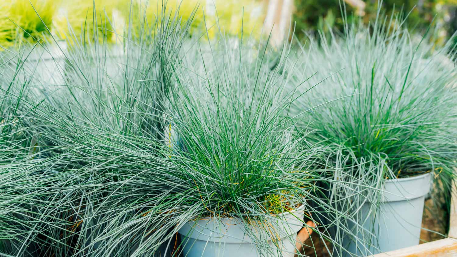 Blue fescue seedlings in pots