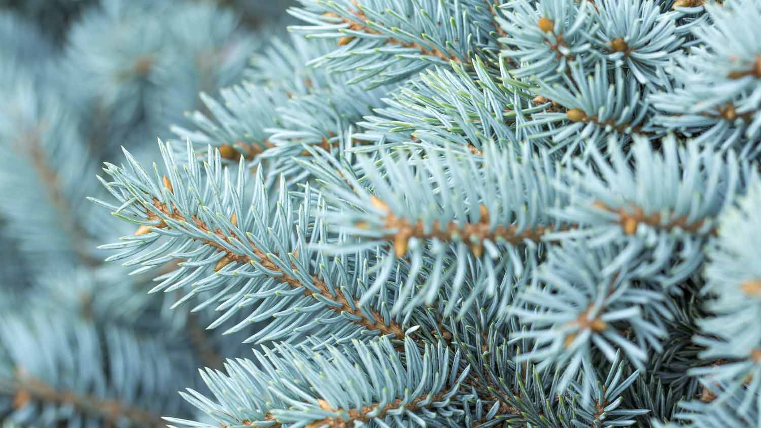 A blue spruce tree