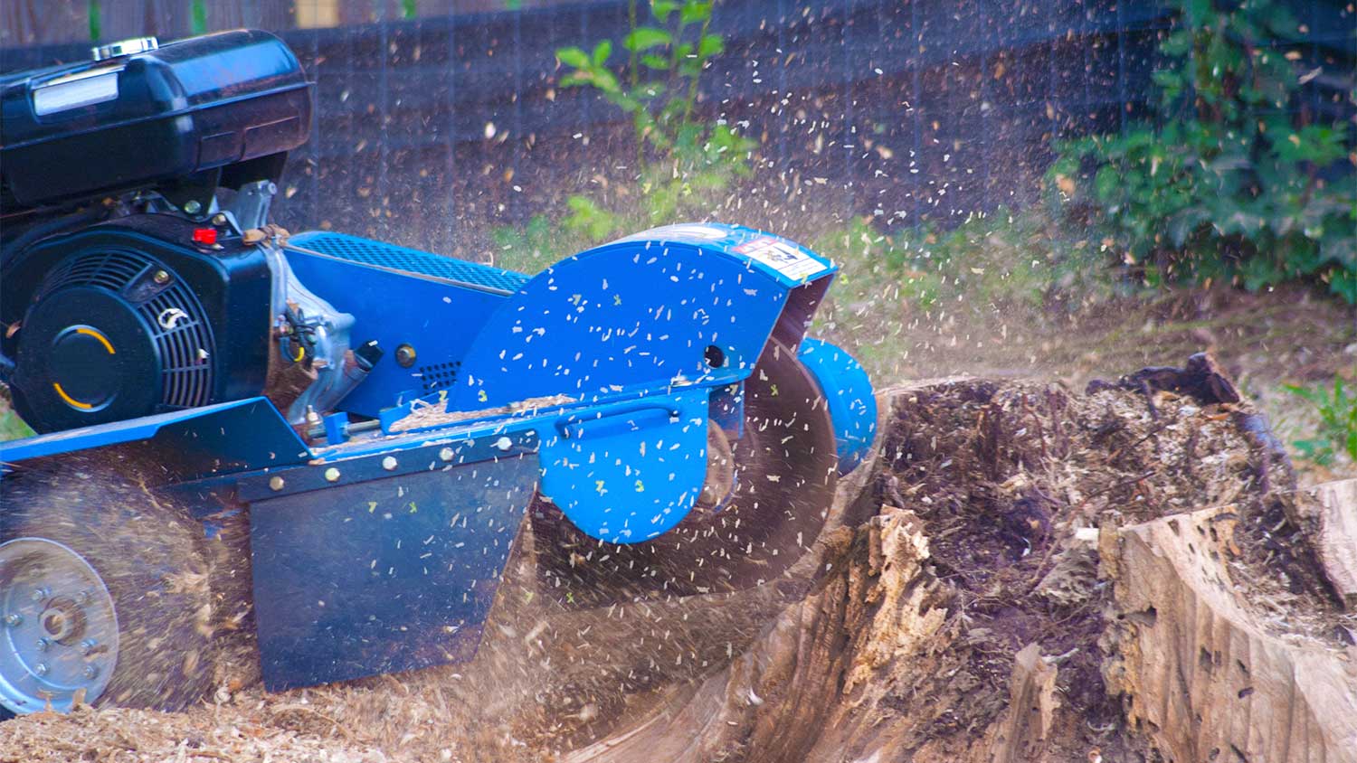 A stump grinder grinds a tree stump