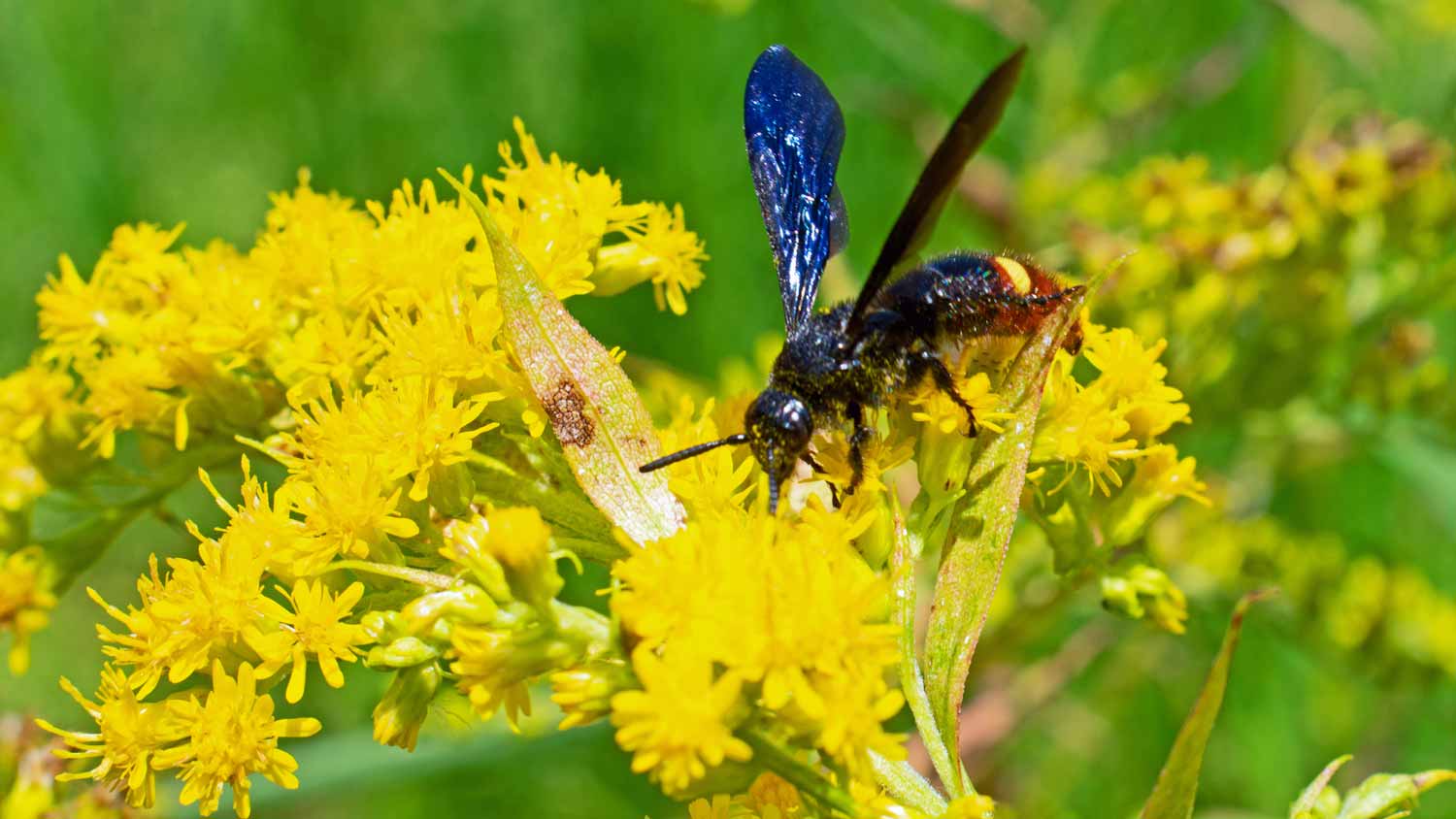 A blue-winged wasp pollinating a goldenrod