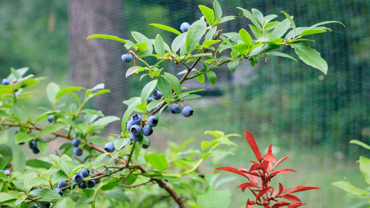 A blueberries bush in a home garden