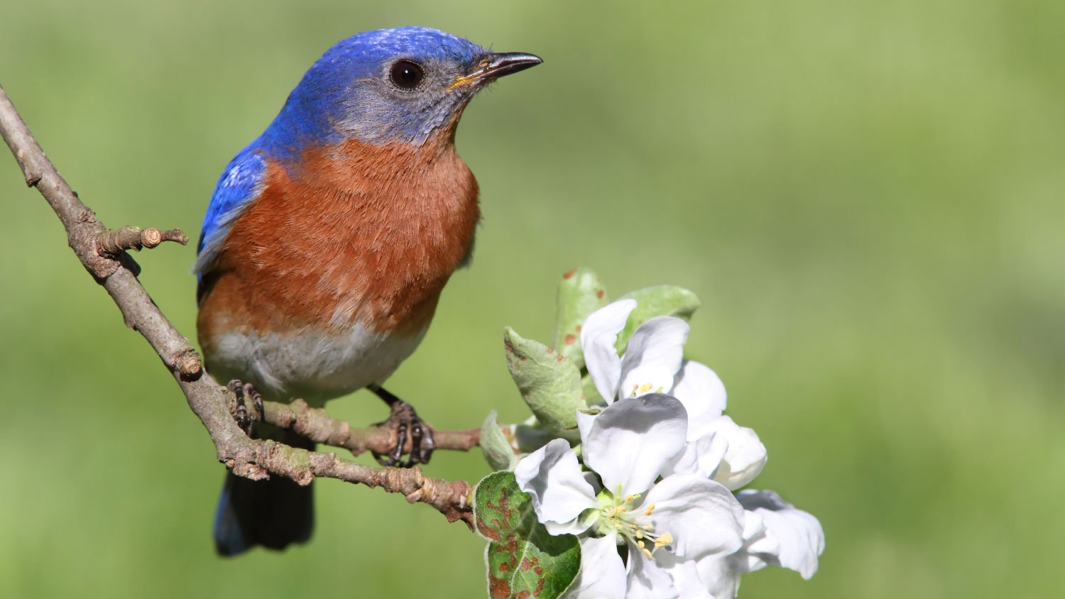 bluebird with white flower