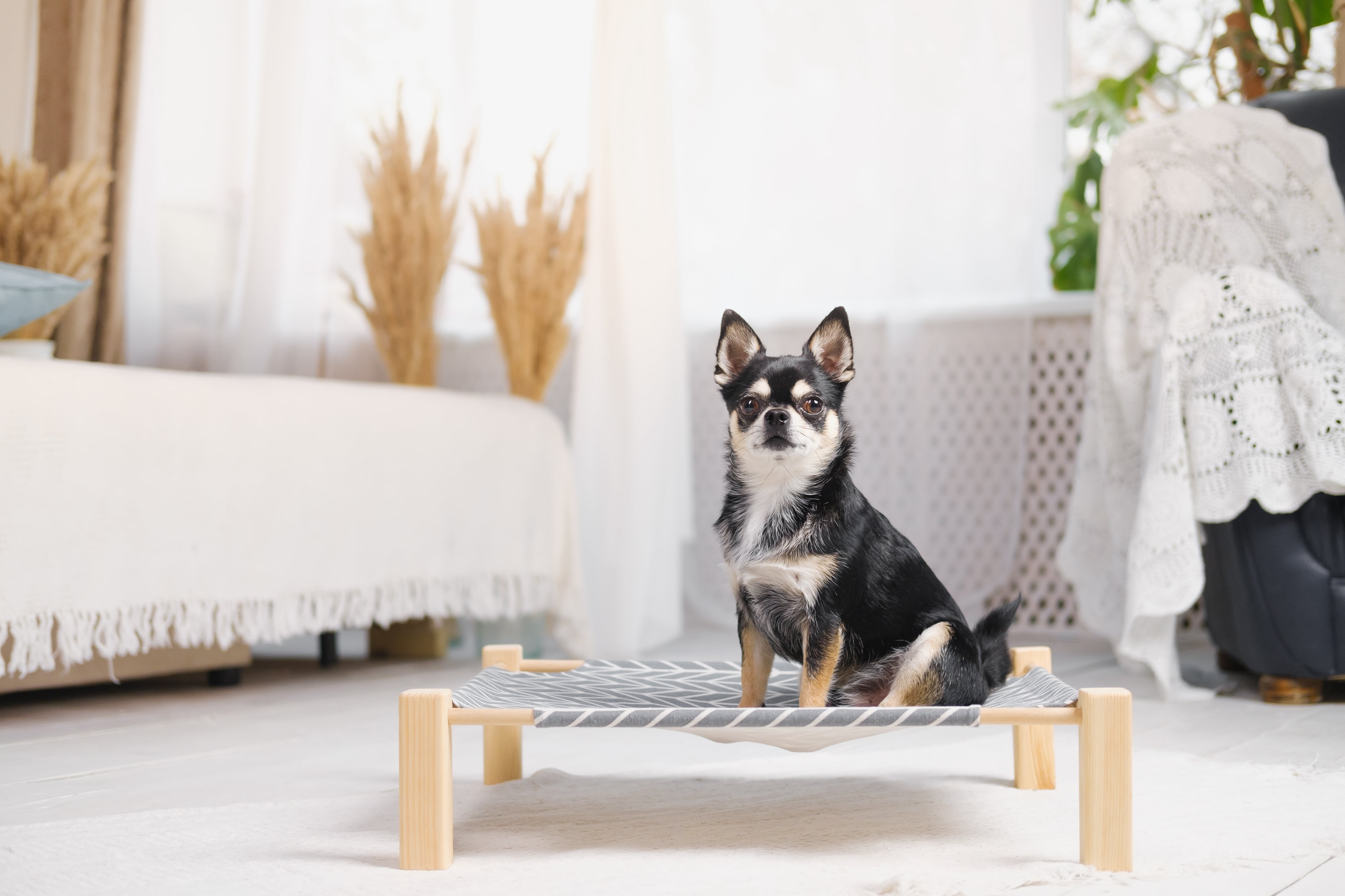 Bohemian-inspired dog bed