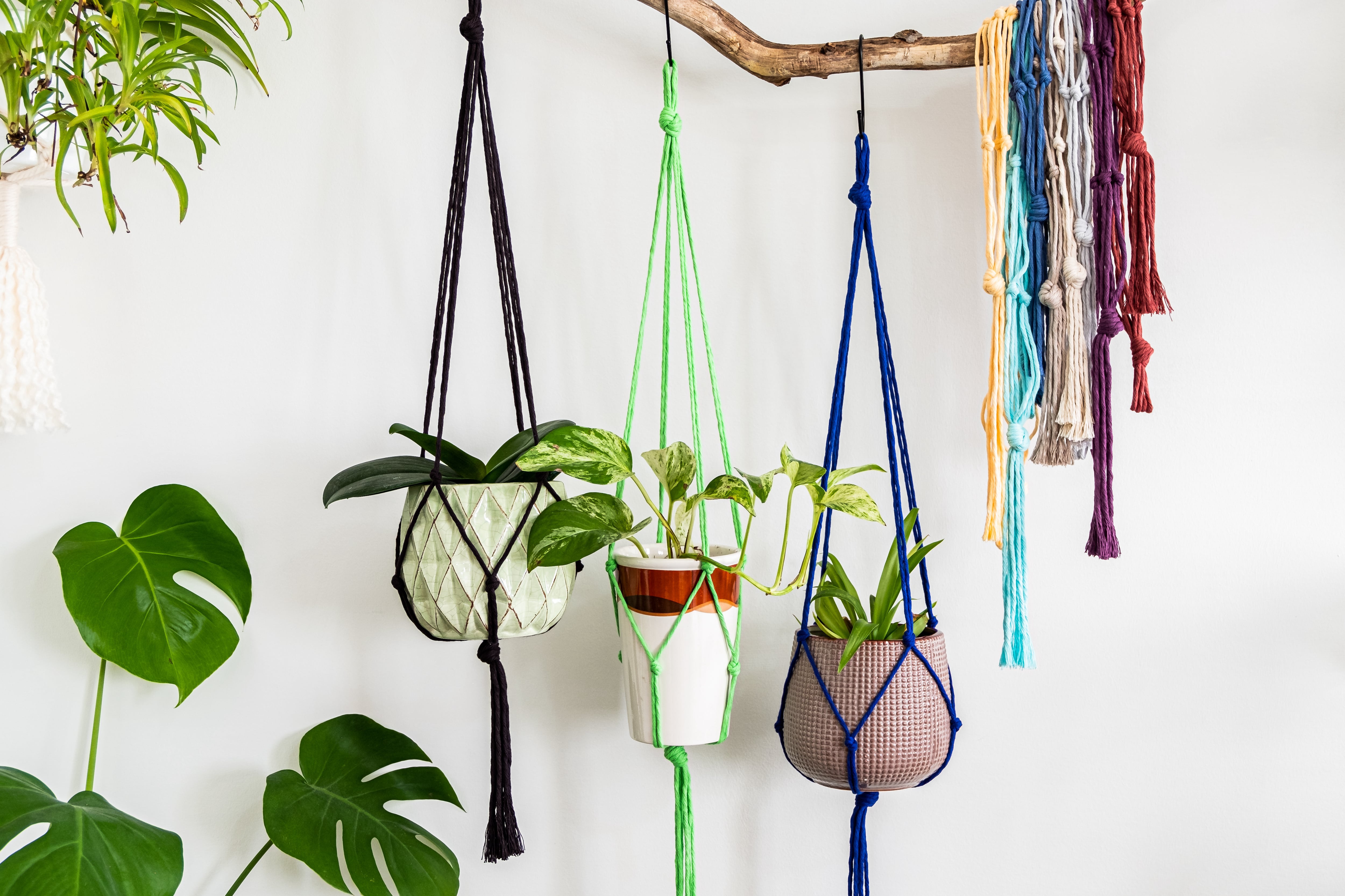 Hanging wall plants in macrame planter