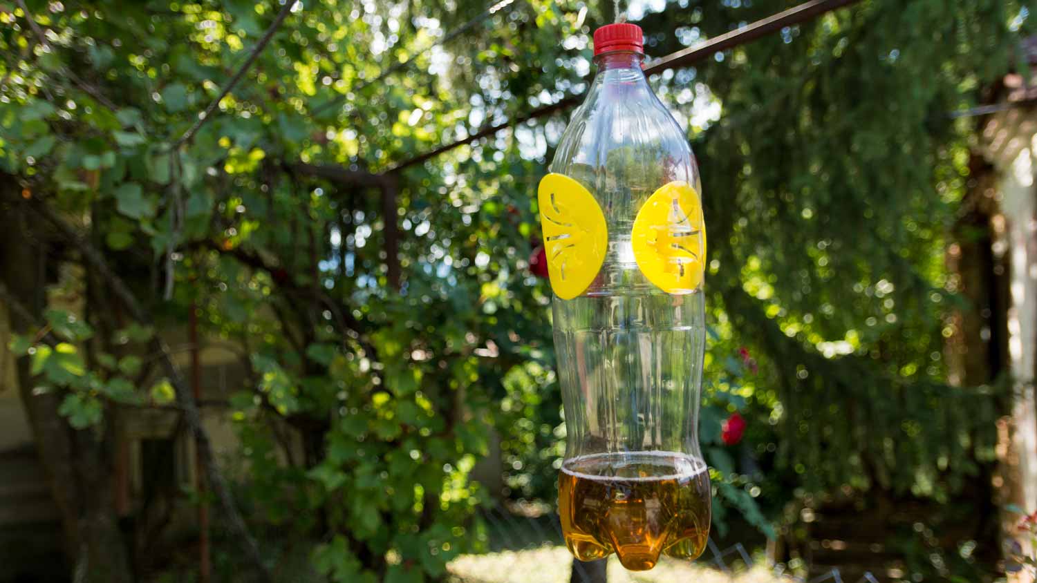 A bottle used as a hornets trap