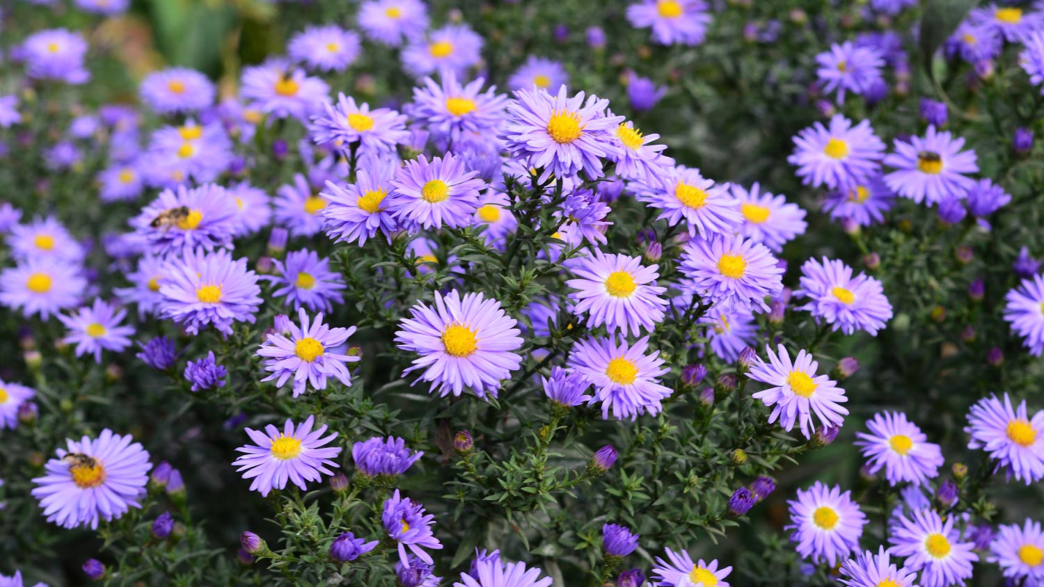 A bouquet of aster flowers