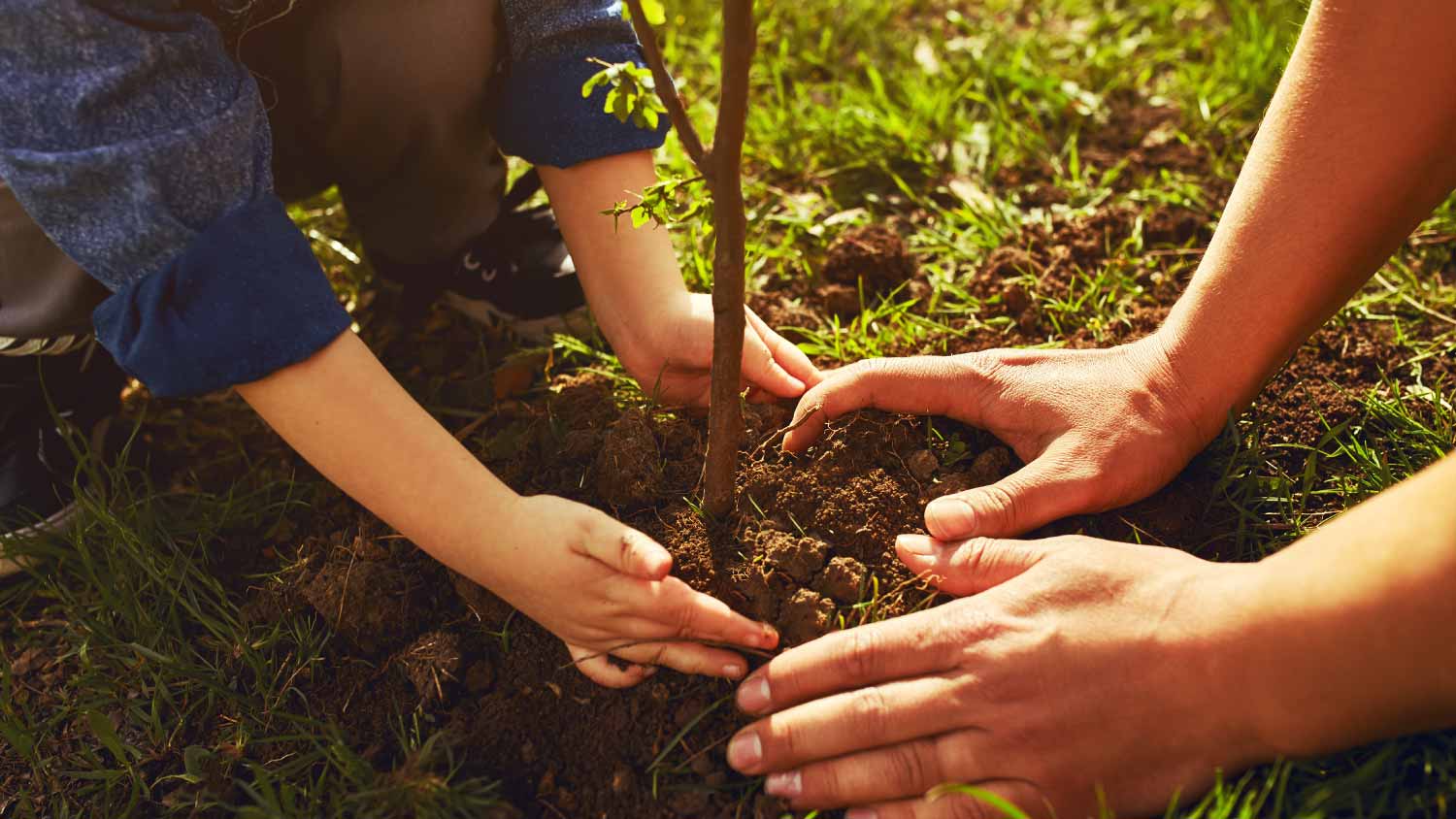 A little boy helping his father to plant the tree