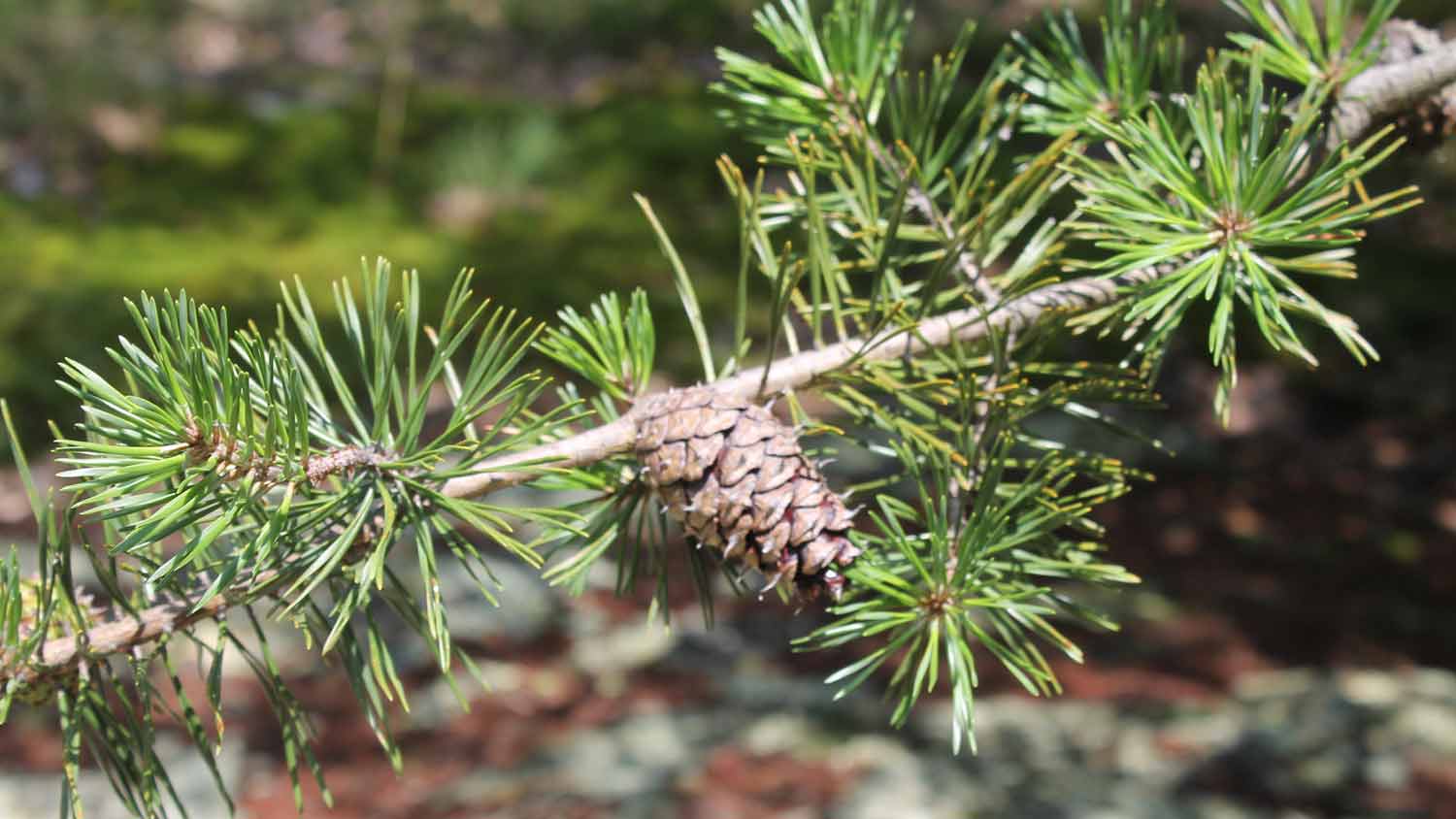 A branch of a Virginia pine tree