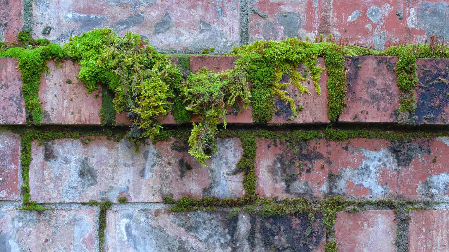 Brick wall with moss