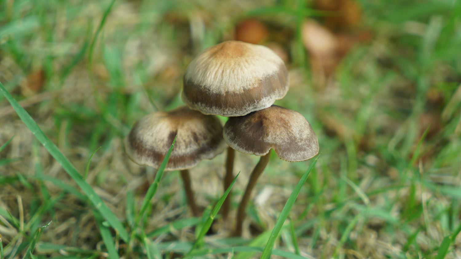 brown mushrooms growing in grass