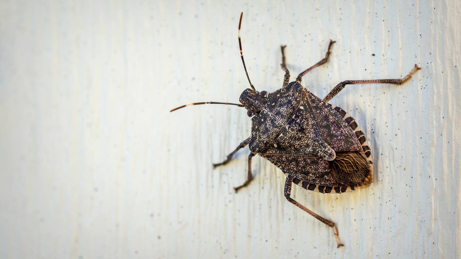 brown stink bug on wall