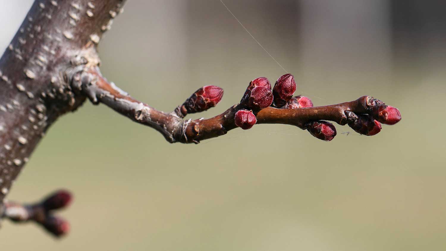 First buds on a plum tree