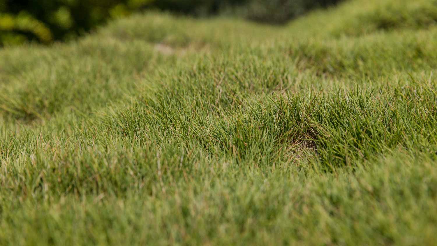 Bumpy green zoysia grass