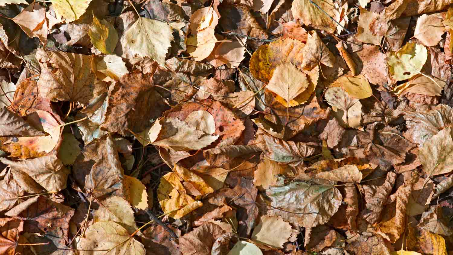 close up dry leaves