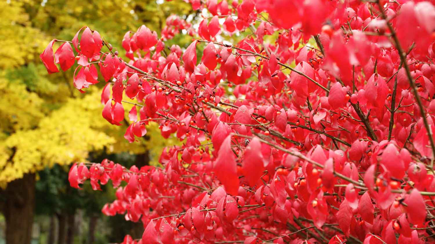 A burning bush in autumn