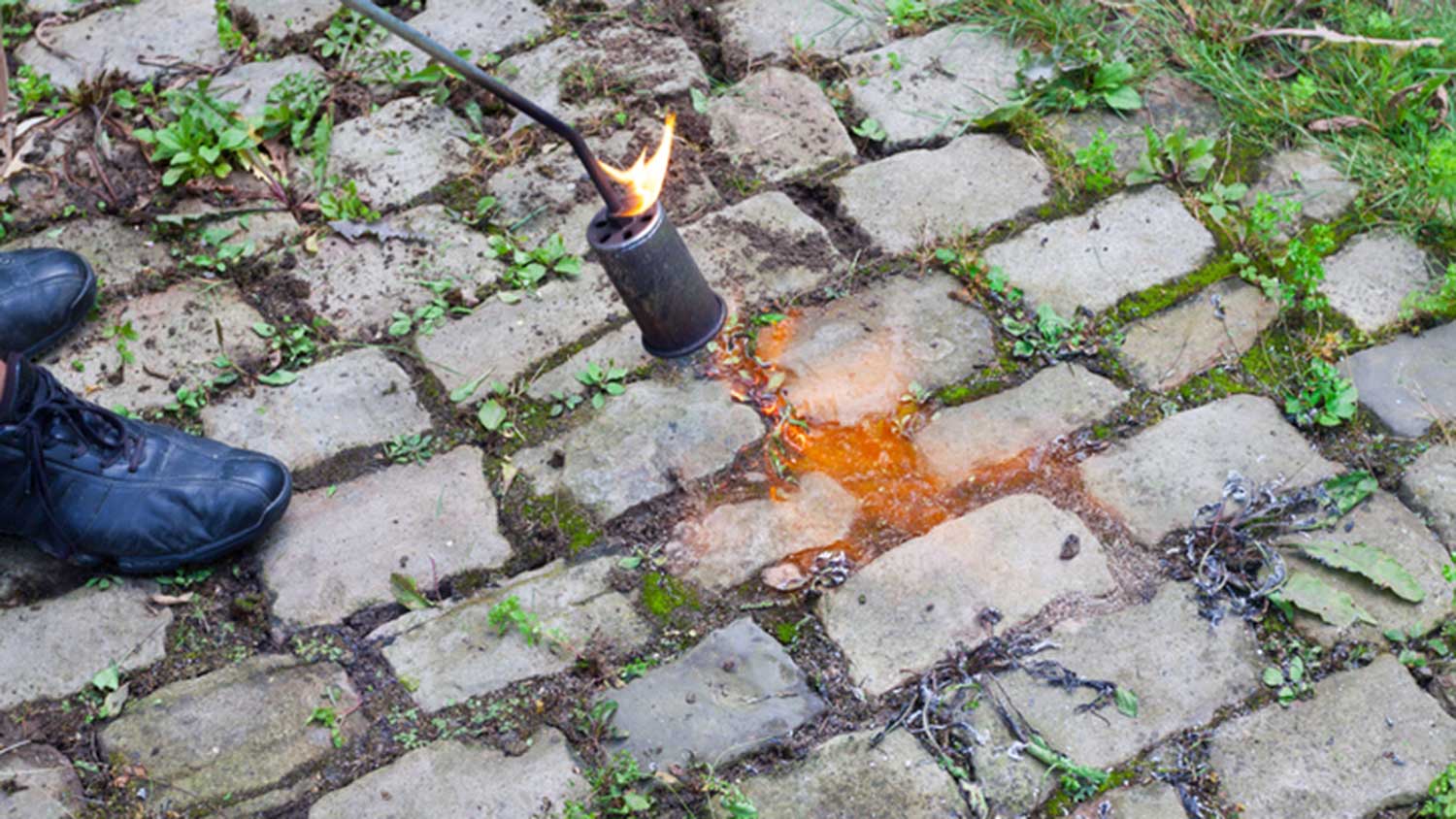 Burning weeds with a hand propane torch