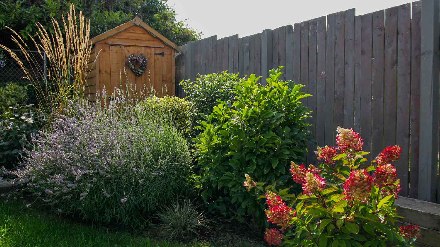 Bushes in the backyard of a wooden fence