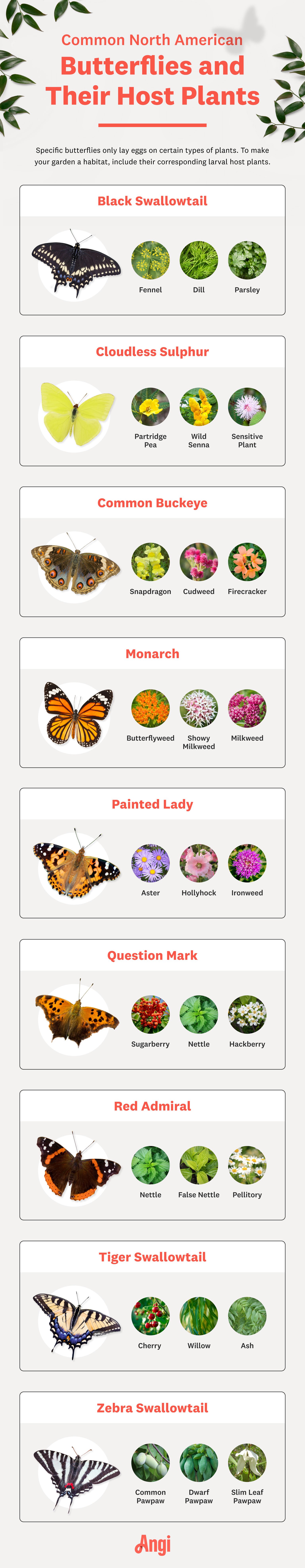 butterflies and their host plants