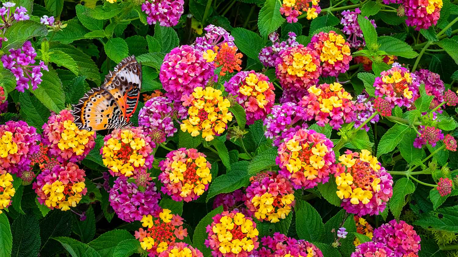 Butterfly and lantana