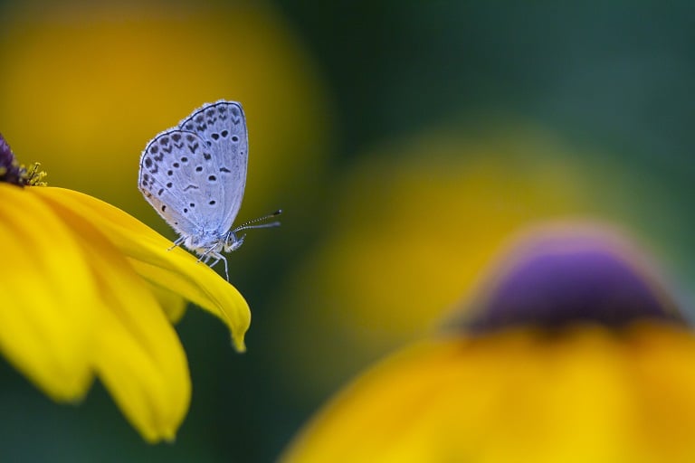 Butterfly on Daisy