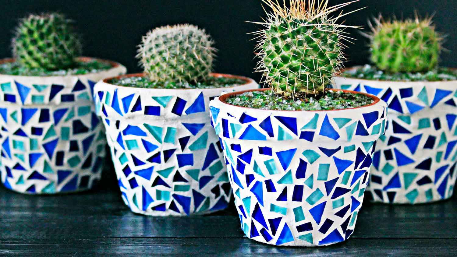 Cacti in tiled planters