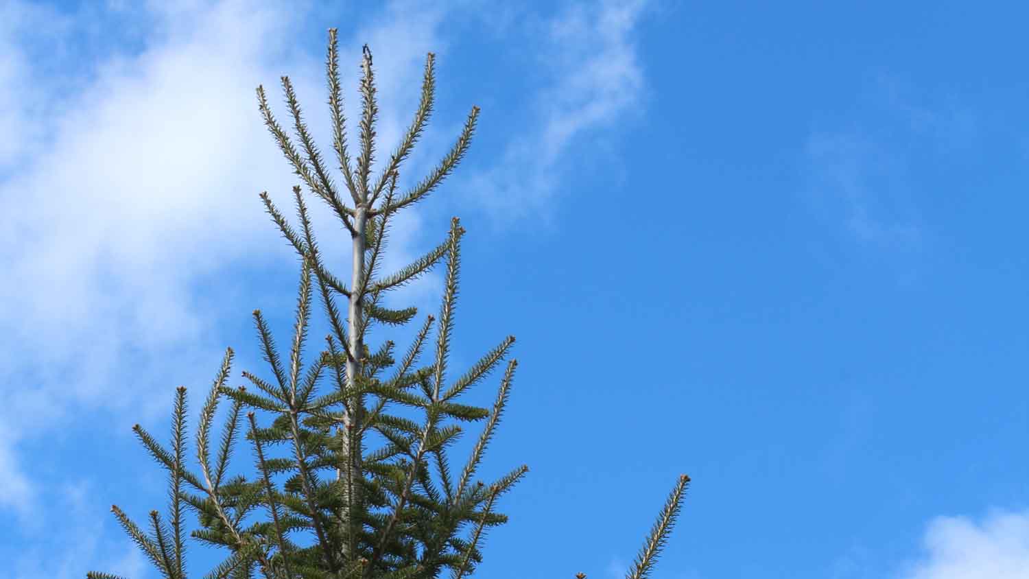 A canaan fir tree against blue skies