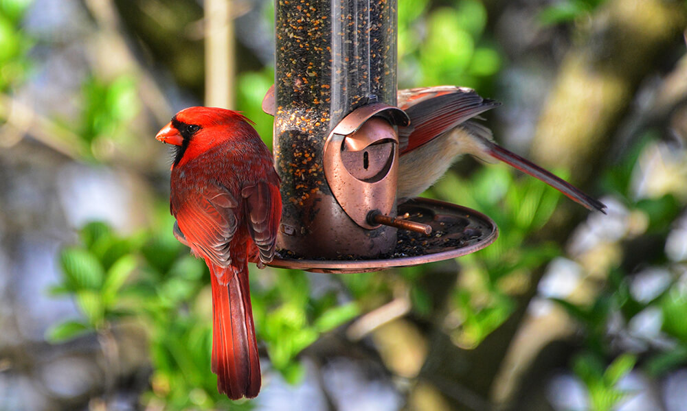 Songbirds perched and eating from a bird feeder