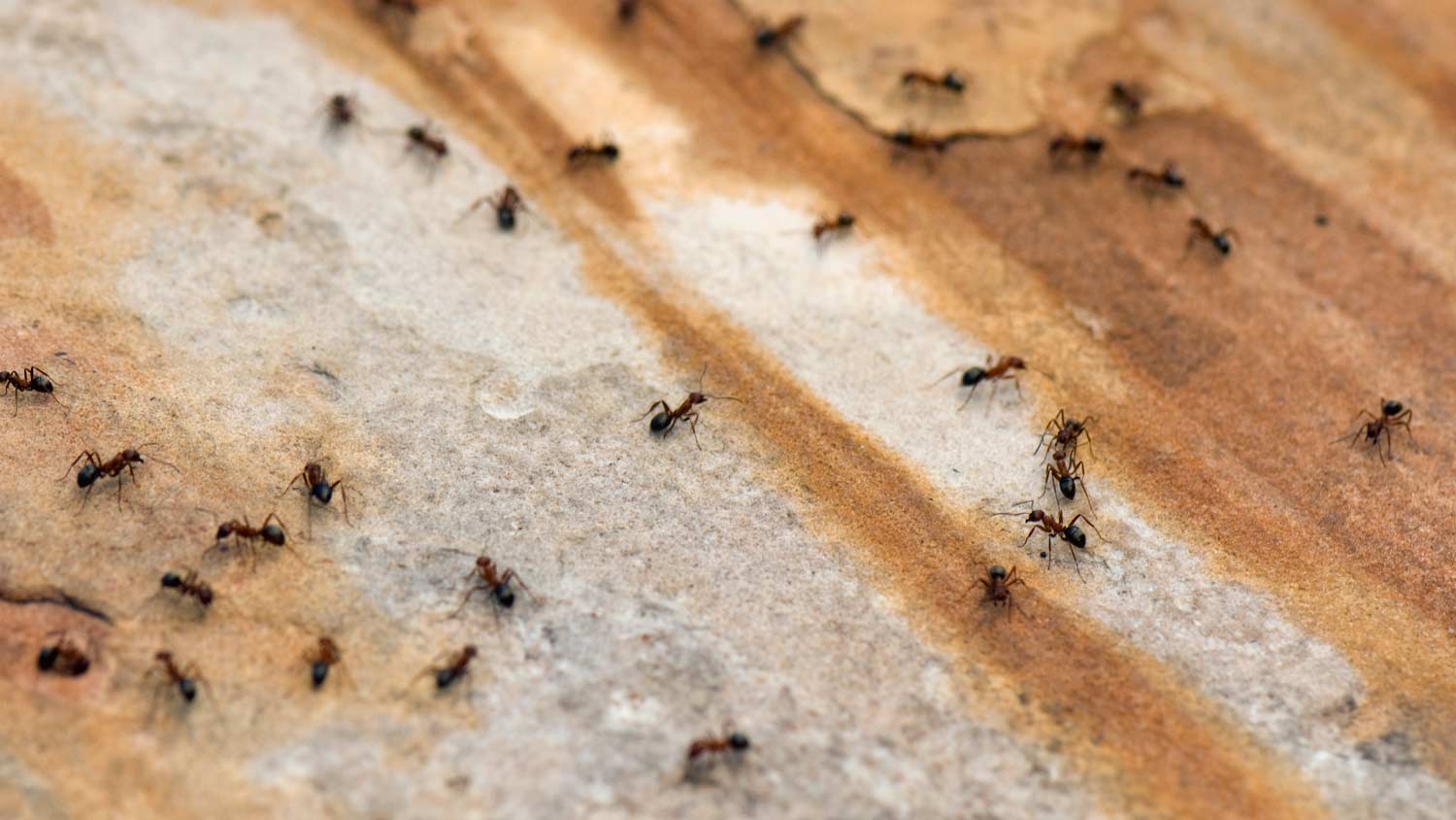 carpenter ants walking in garden