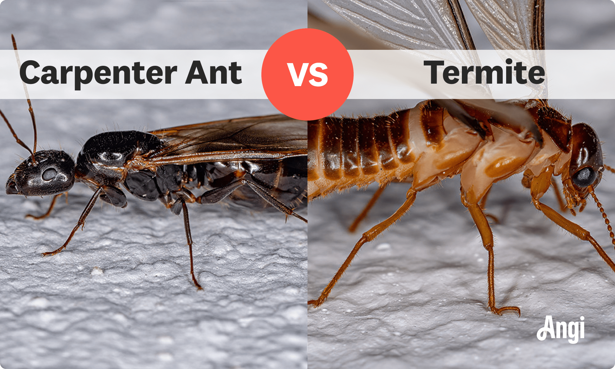 Carpenter ant versus termite visual comparison