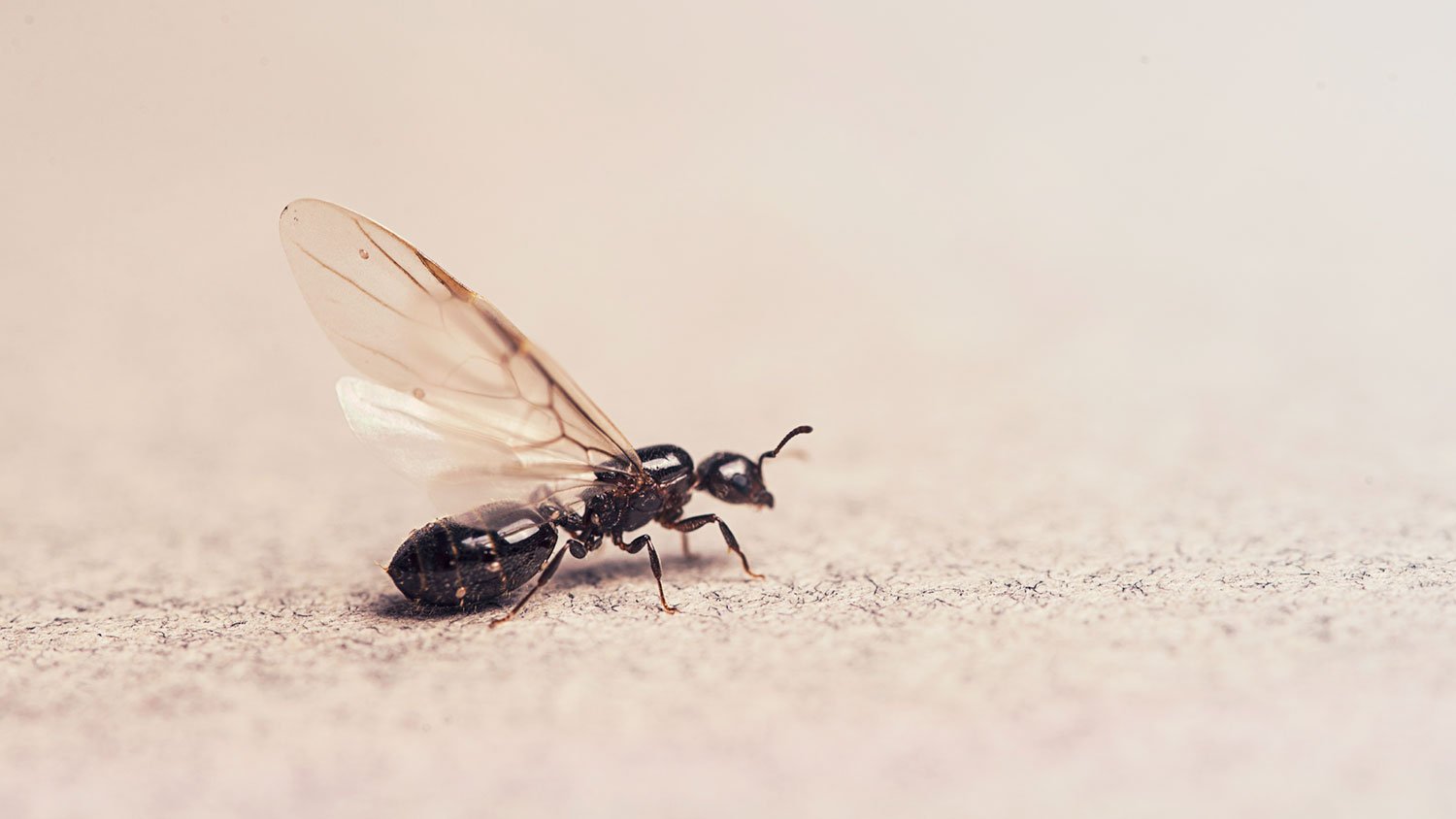 Closeup of a carpenter winged on a gray surface