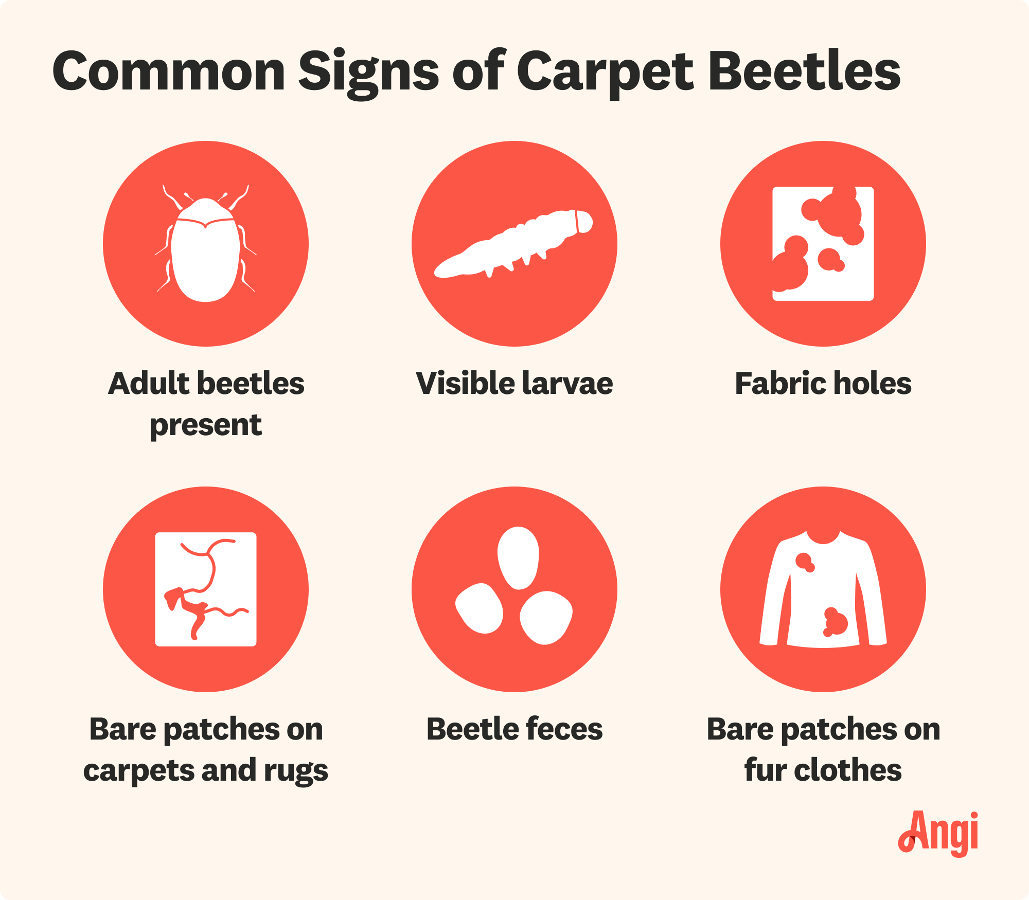 6 common signs of carpet beetles, including fabric holes, visible larvae, and bare patches on fur clothes