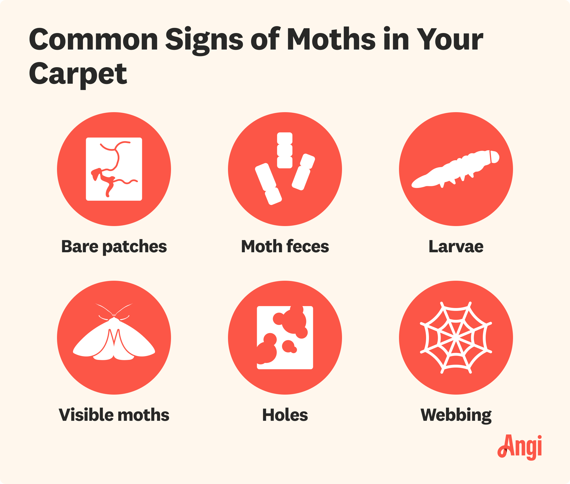 6 common signs of moths in your carpet, including fabric holes, moth feces, and bare patches
