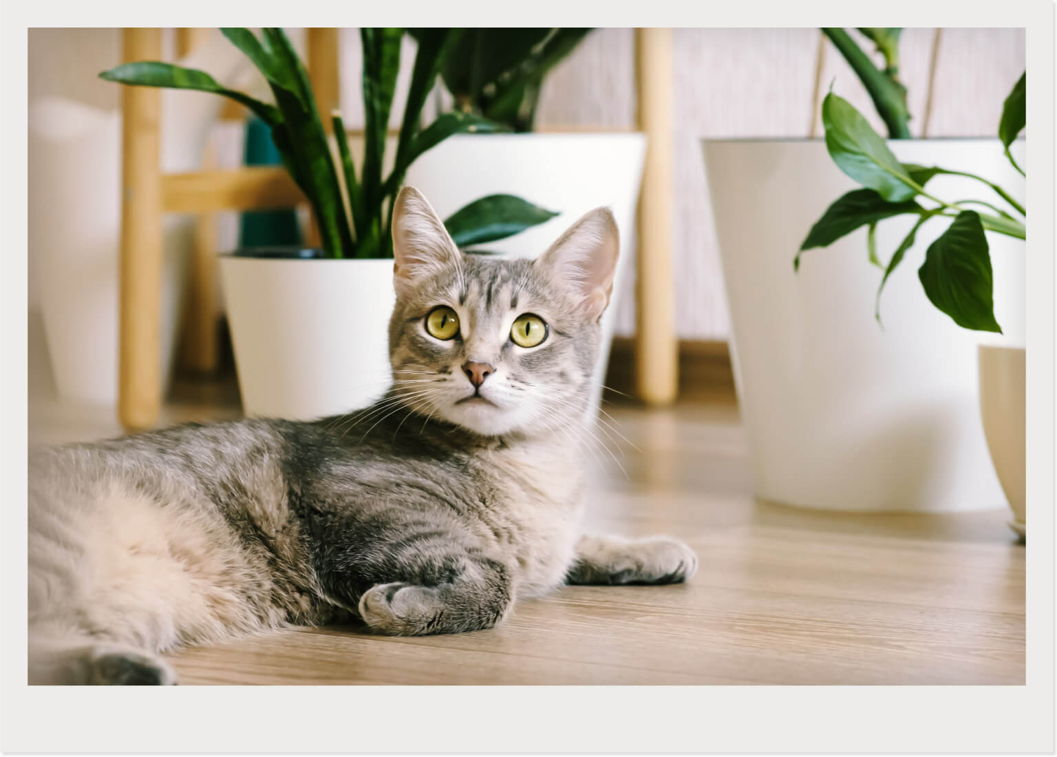 cat in a sunroom