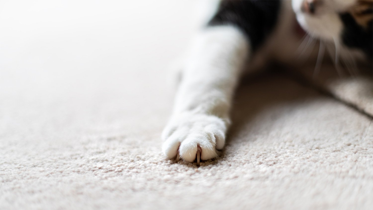 Close up of cat claws on white carpet