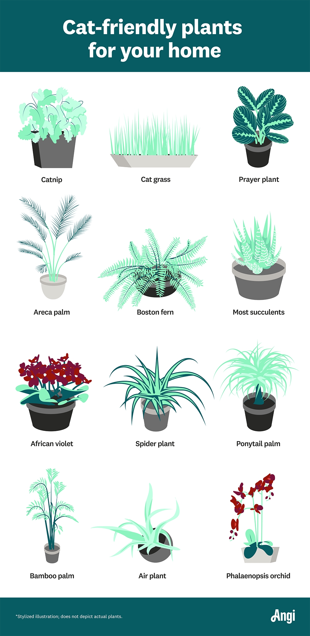 Cat friendly plants for your home, including prayer plants, catnip, and ponytail palm