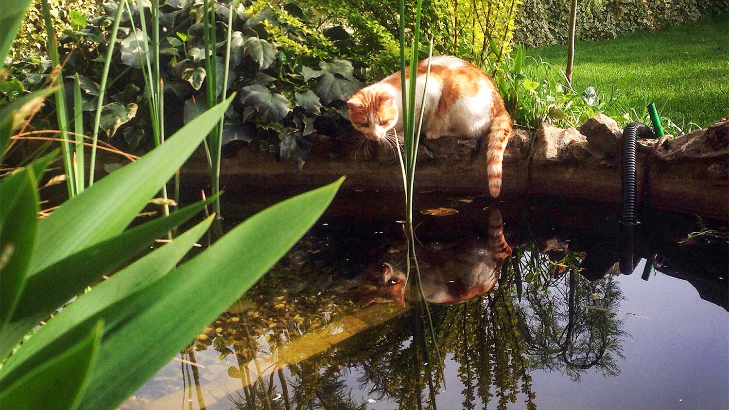 Cat looking at fish pond