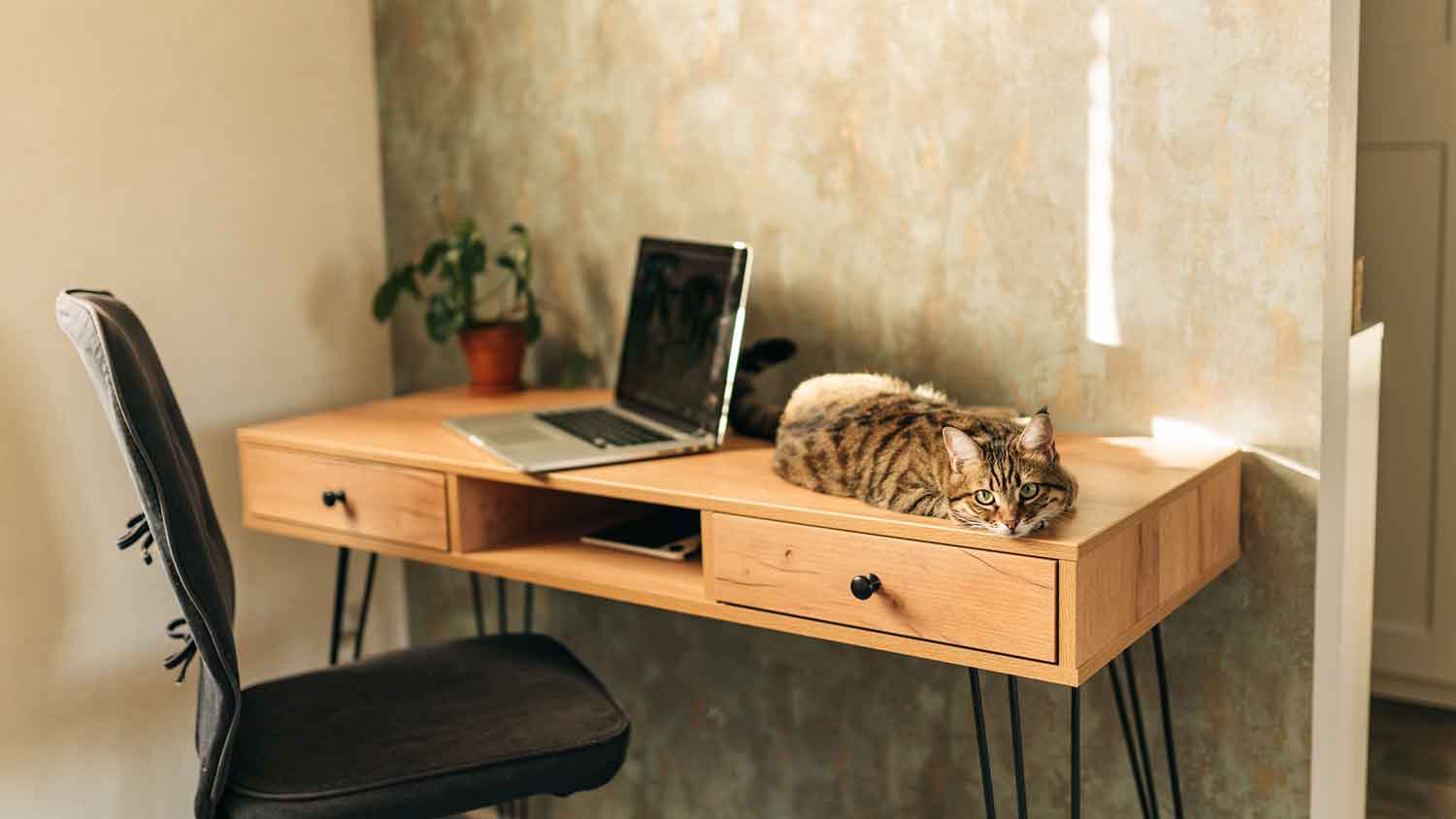 Cat lying down on top of a small desk at home 