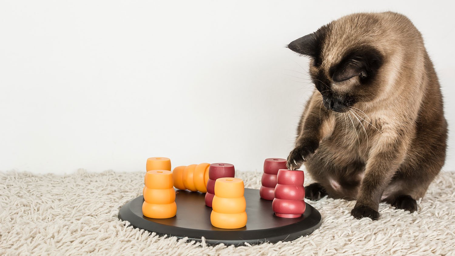 A cat plays with a puzzle toy