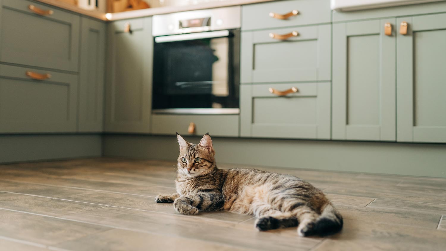 A cat relaxing on a laminate flooring