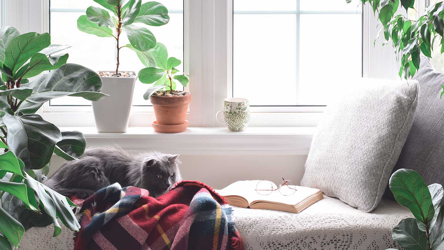 Cat sitting by a window surrounded by potted plants