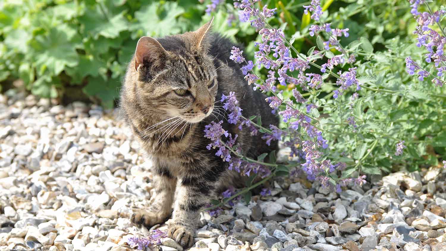 Cat sitting in the garden smelling catmint plant