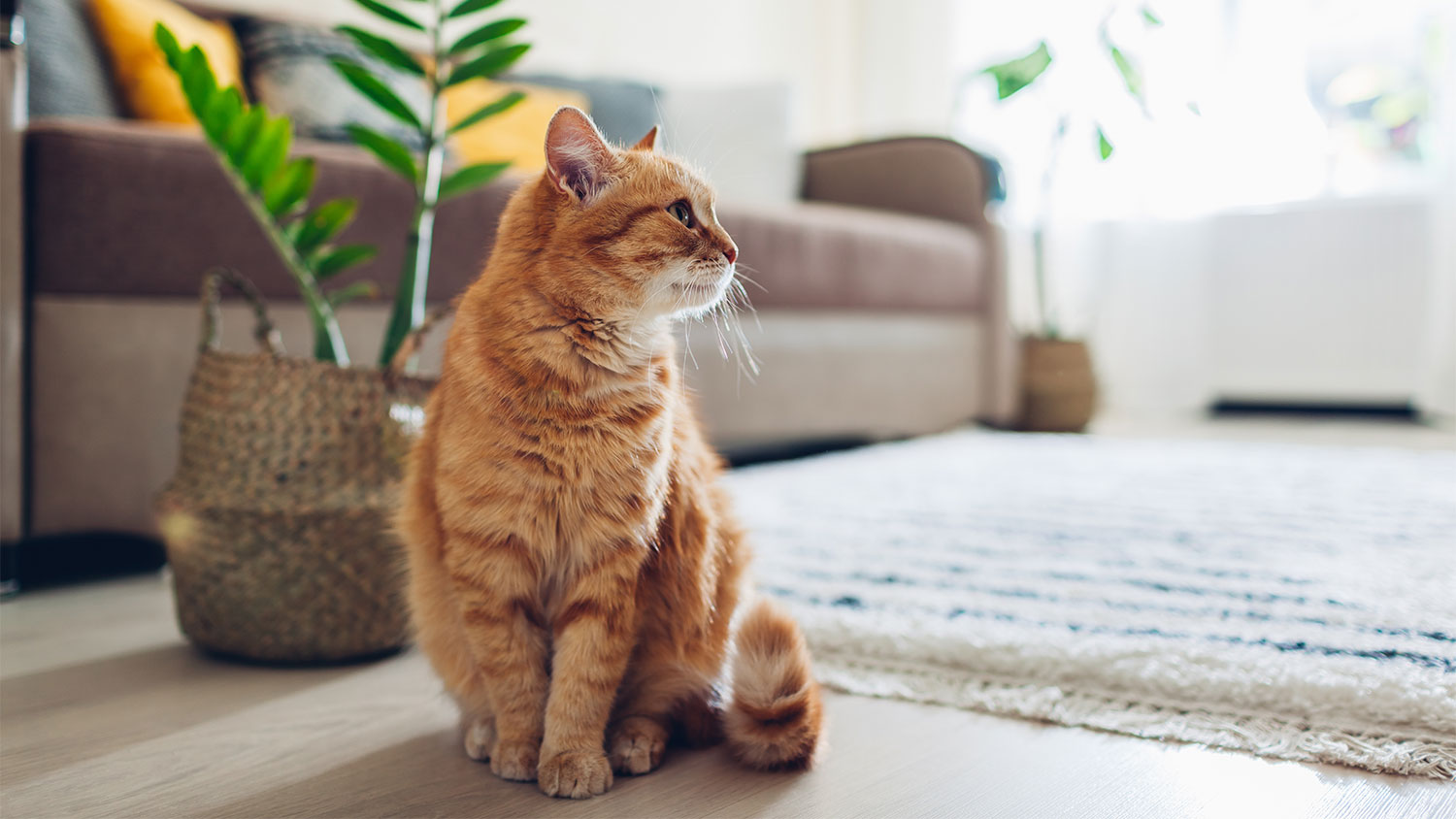 A cat sits in a living room