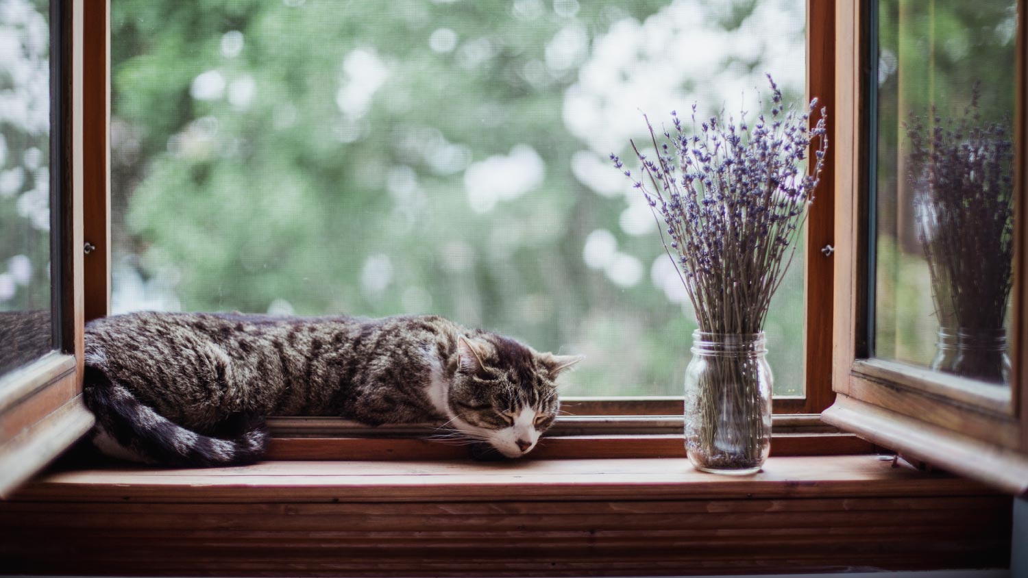 A cat sleeping by an open window with a bouquet of lavender