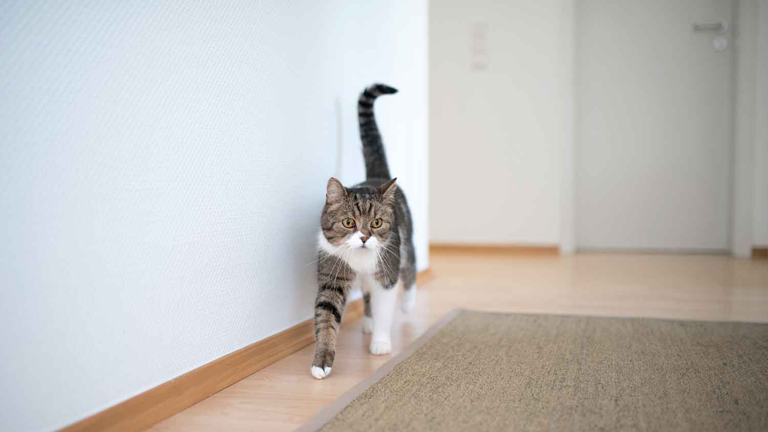 Domestic cat roaming around the house 