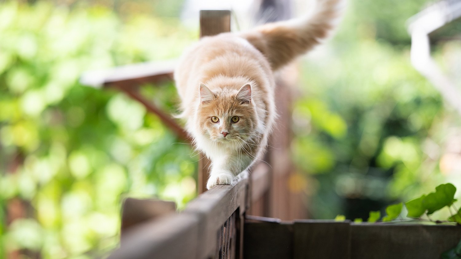 Cream colored cat walks across fence