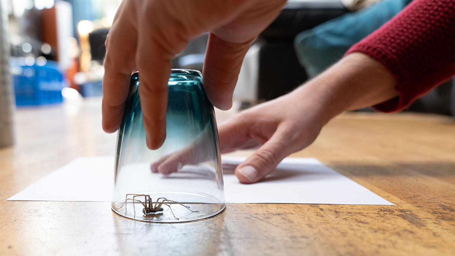 A view of someone catching a spider with a cup