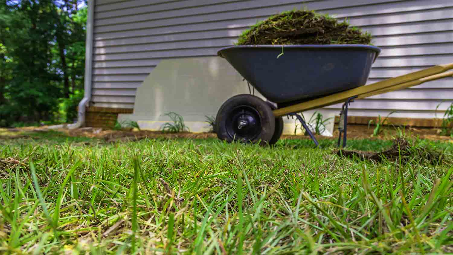 St. Augustine grass in yard